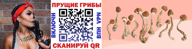 Купить  Медногорск  Псилоцибиновые грибы ЛСД 